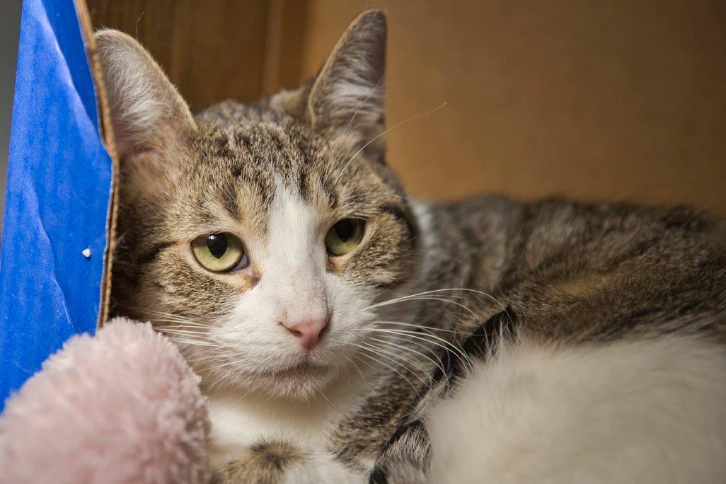 Enlarge May, a Adoptable mixed breed in Waverly, IA image 10/11