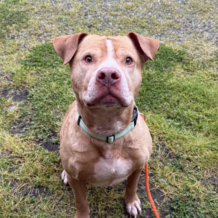 Edward, Adoptable, Senior Male Pit Bull Terrier.