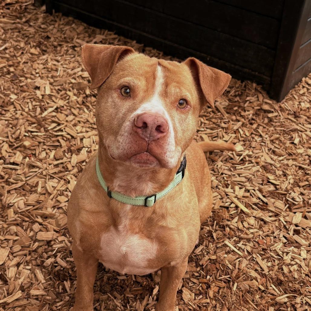 Enlarge Edward, a Adoptable Pit Bull Terrier in Tacoma, WA image 2/4