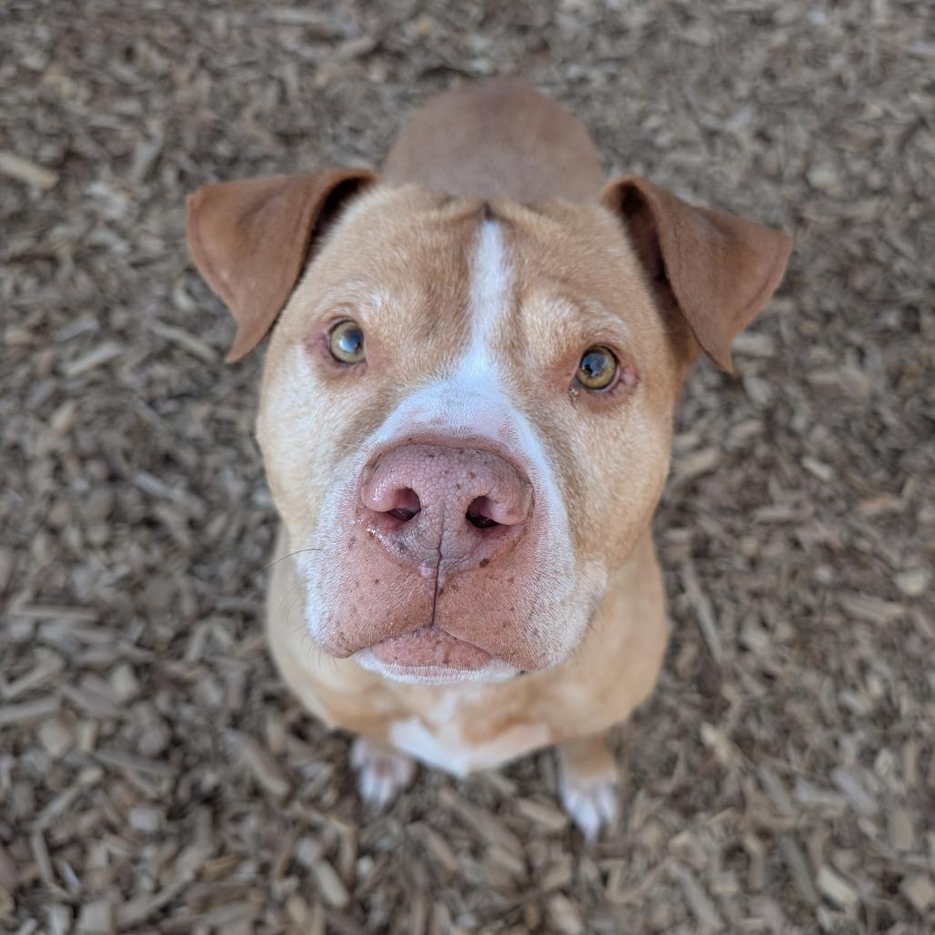 Enlarge Edward, a Adoptable Pit Bull Terrier in Tacoma, WA image 3/4