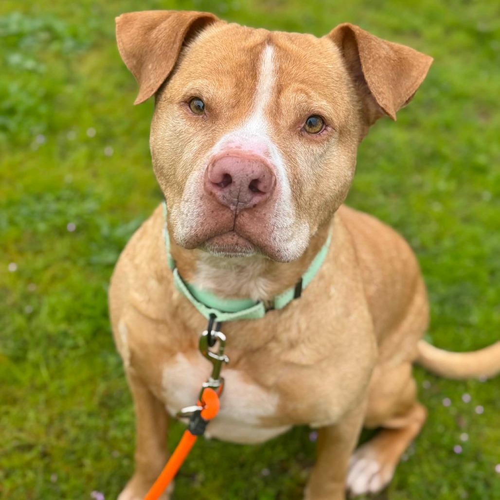 Enlarge Edward, a Adoptable Pit Bull Terrier in Tacoma, WA image 4/4