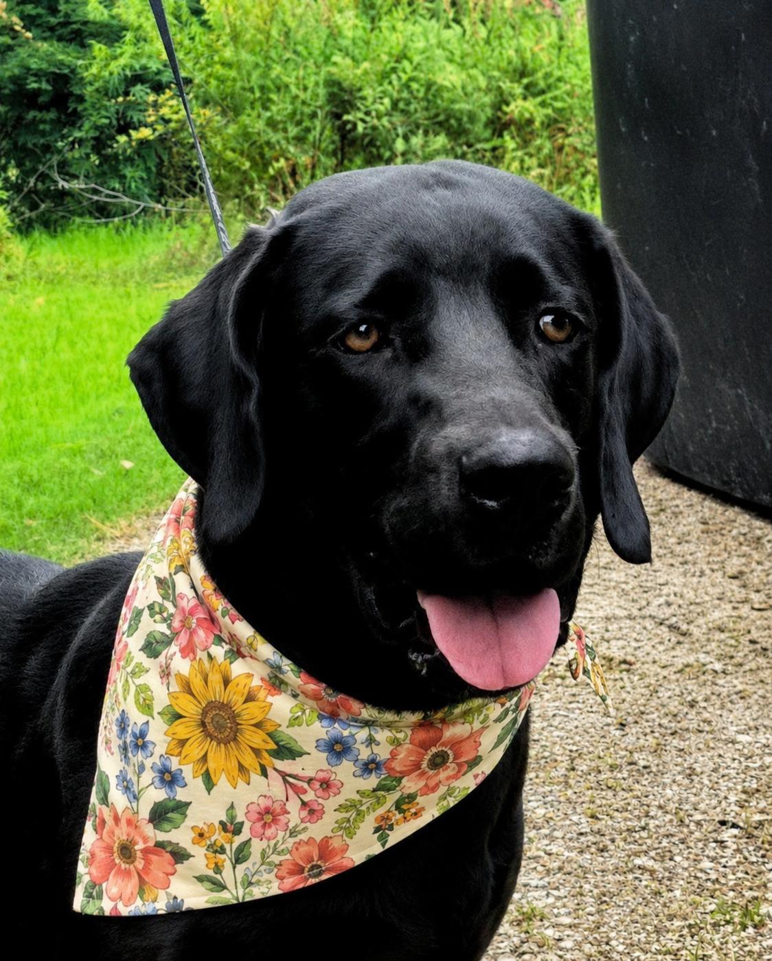 Enlarge Honey June, an adoptable Black Labrador Retriever in Willington, CT image 3/6