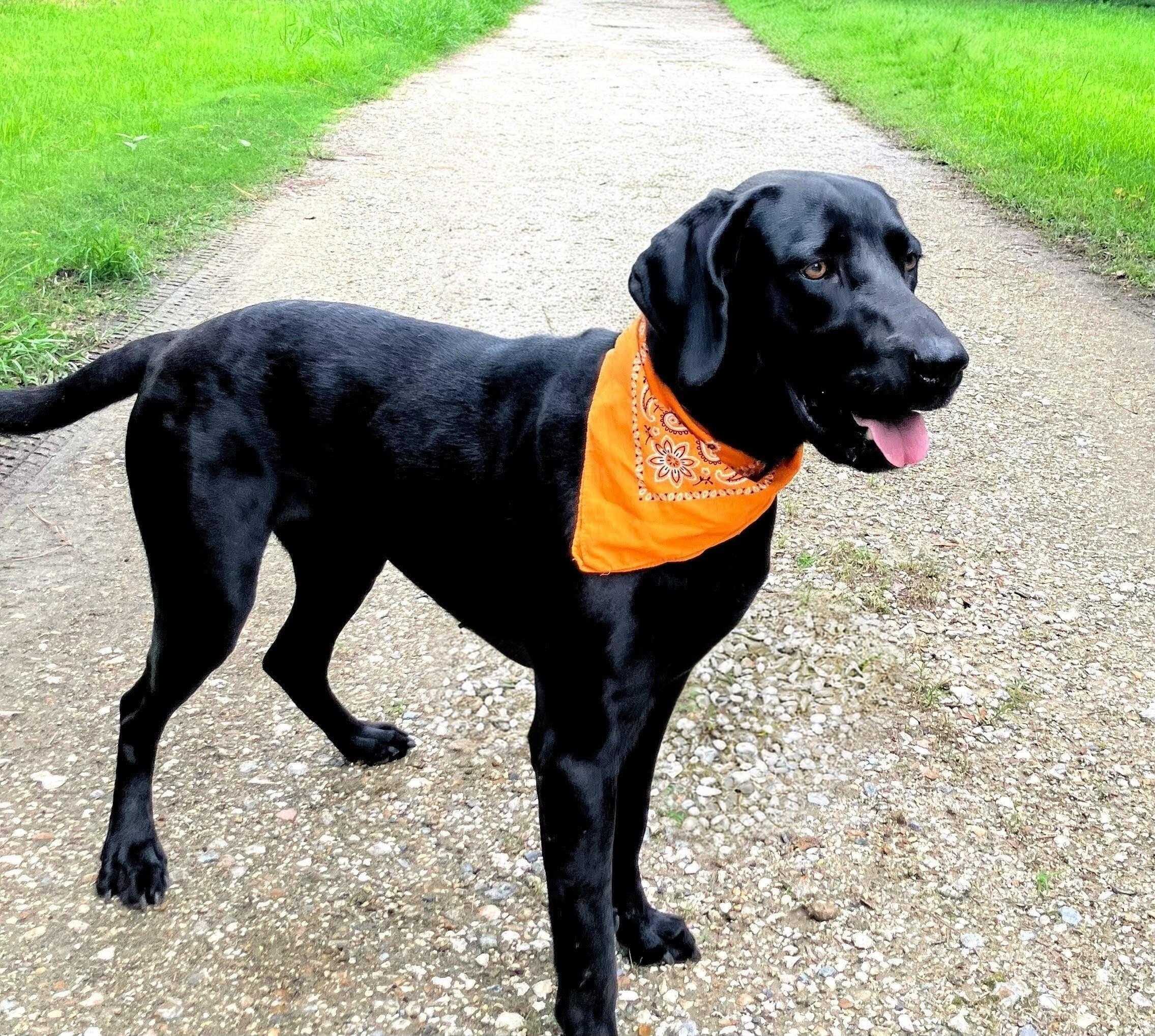 Enlarge Honey June, an adoptable Black Labrador Retriever in Willington, CT image 2/6
