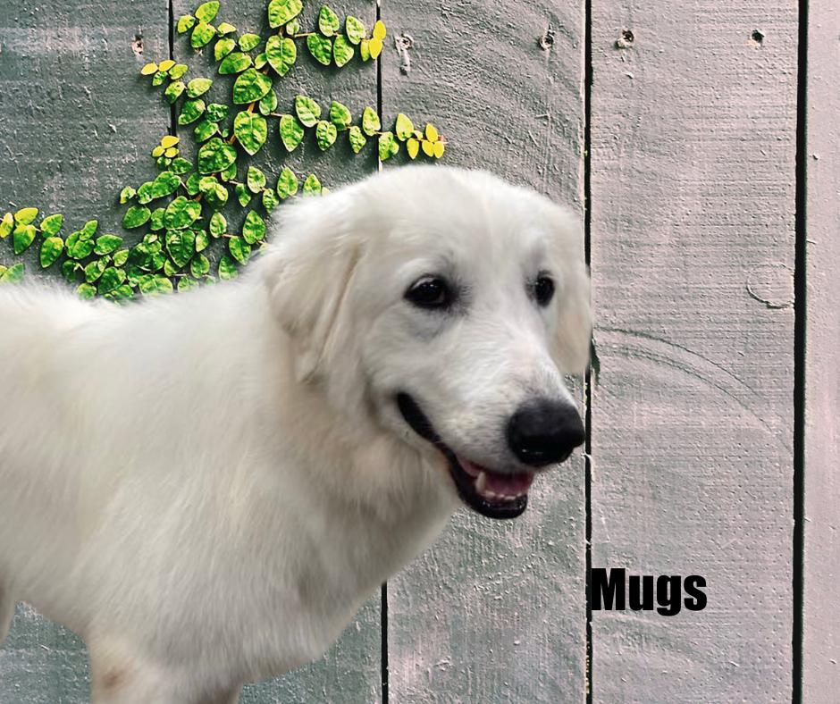 Enlarge Cutter and Forky, a Adoptable mixed breed in Marshville, NC image 1/4