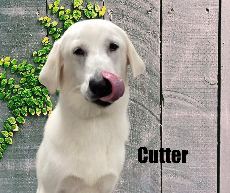 Cutter, Adoptable, Young Male Great Pyrenees & White German Shepherd.