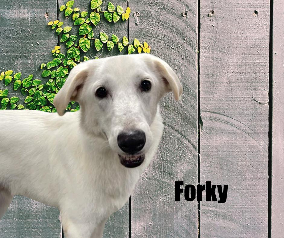 Enlarge Cutter and Forky, a Adoptable mixed breed in Marshville, NC image 4/4