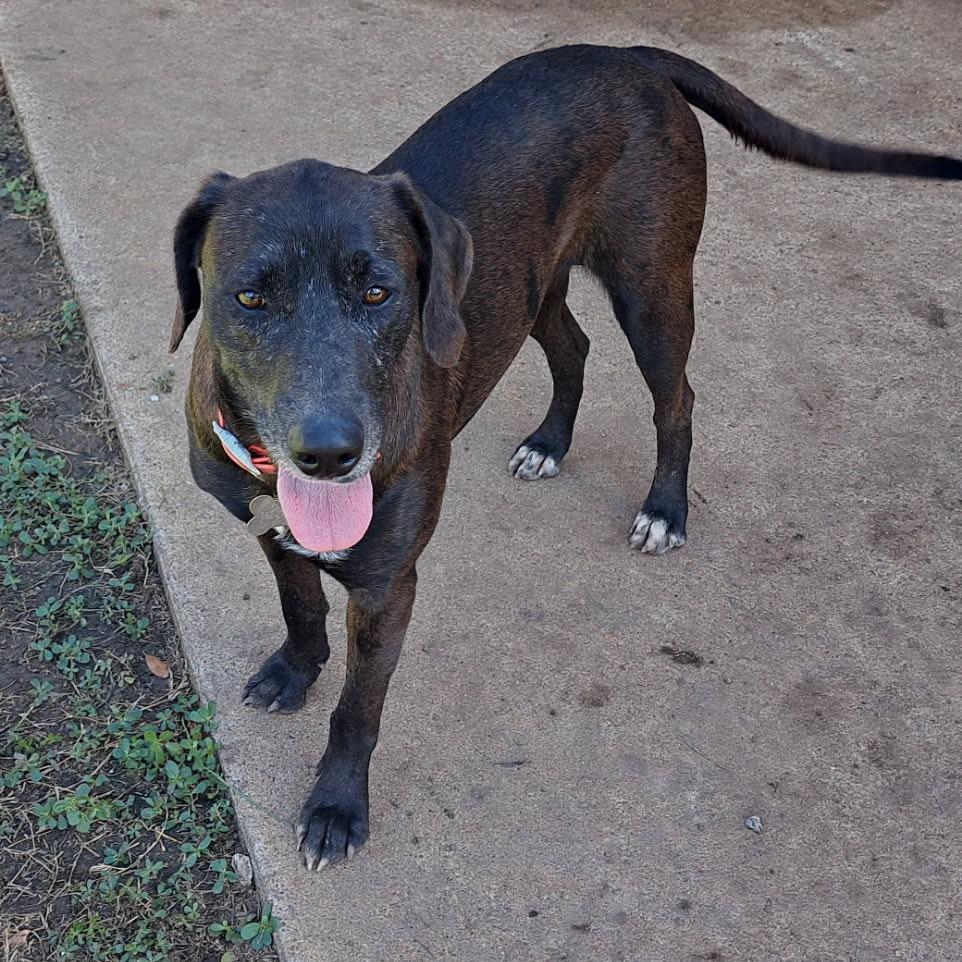 Millicent, Adoptable, Adult Female Mixed Breed.