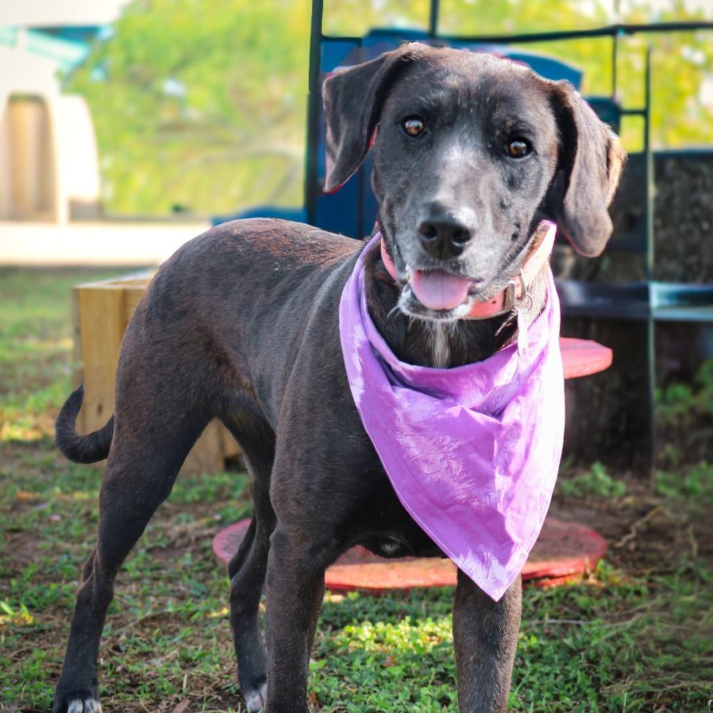 Enlarge Millicent, a Adoptable Mixed Breed in Lake Jackson, TX image 2/4