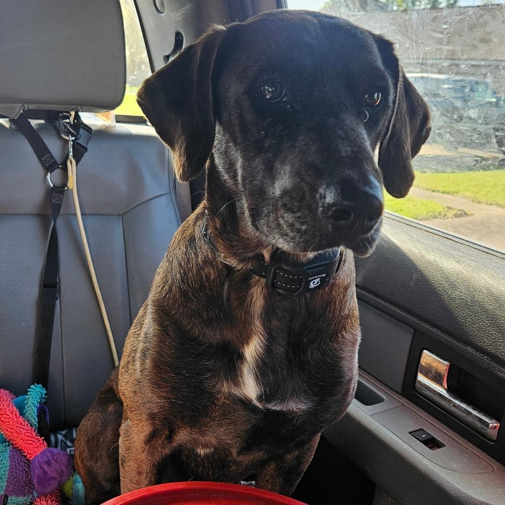 Callista — thumbnail 3