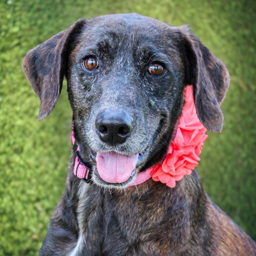 Enlarge Callista, a Adoptable Mixed Breed in Lake Jackson, TX image 3/4