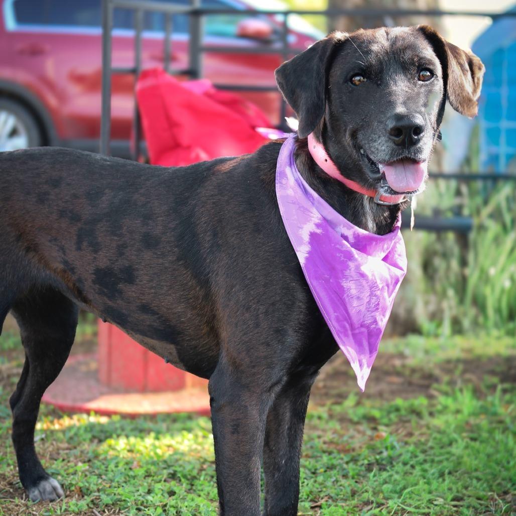 Enlarge Millicent, a Adoptable Mixed Breed in Lake Jackson, TX image 4/4