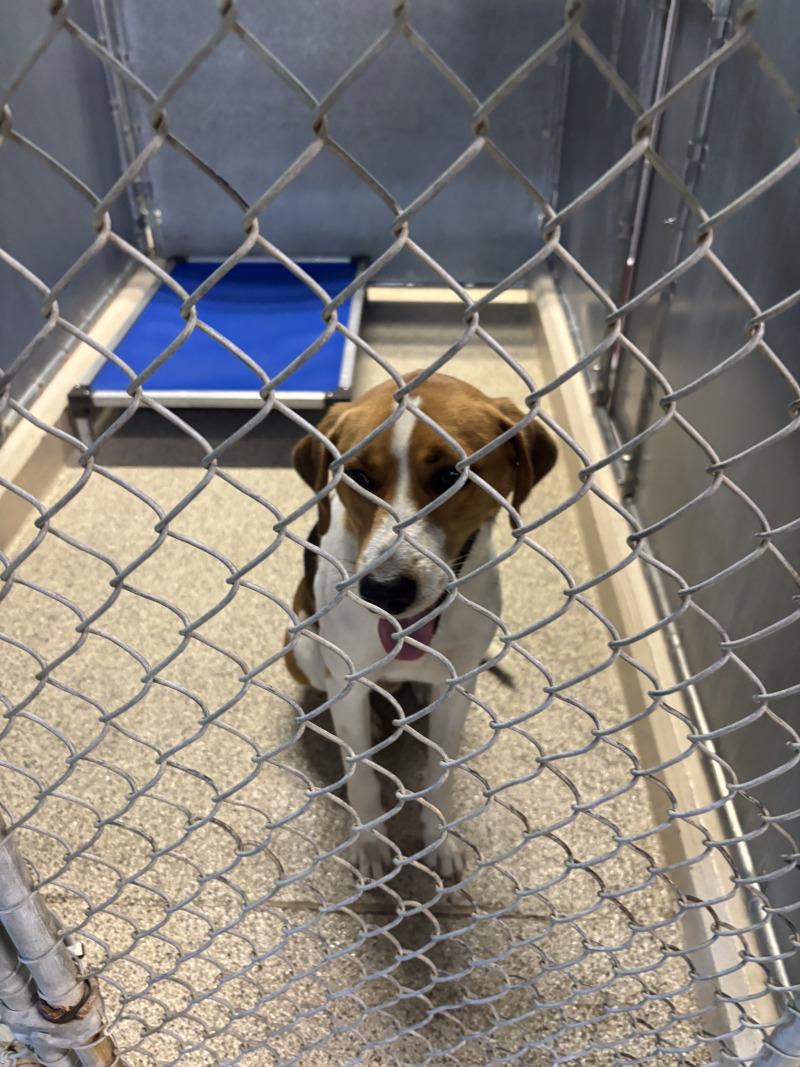 River, Adoptable, Adult Male Basset Hound & Mixed Breed.