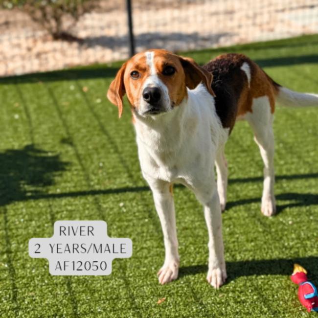 Enlarge River, a Adoptable mixed breed in Supply, NC image 2/2