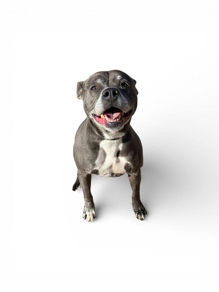 DA 33 Miss Claus, Adoptable, Adult Female Pit Bull Terrier.