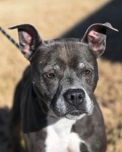 DA 33 Miss Claus, Adoptable, Adult Female Pit Bull Terrier.