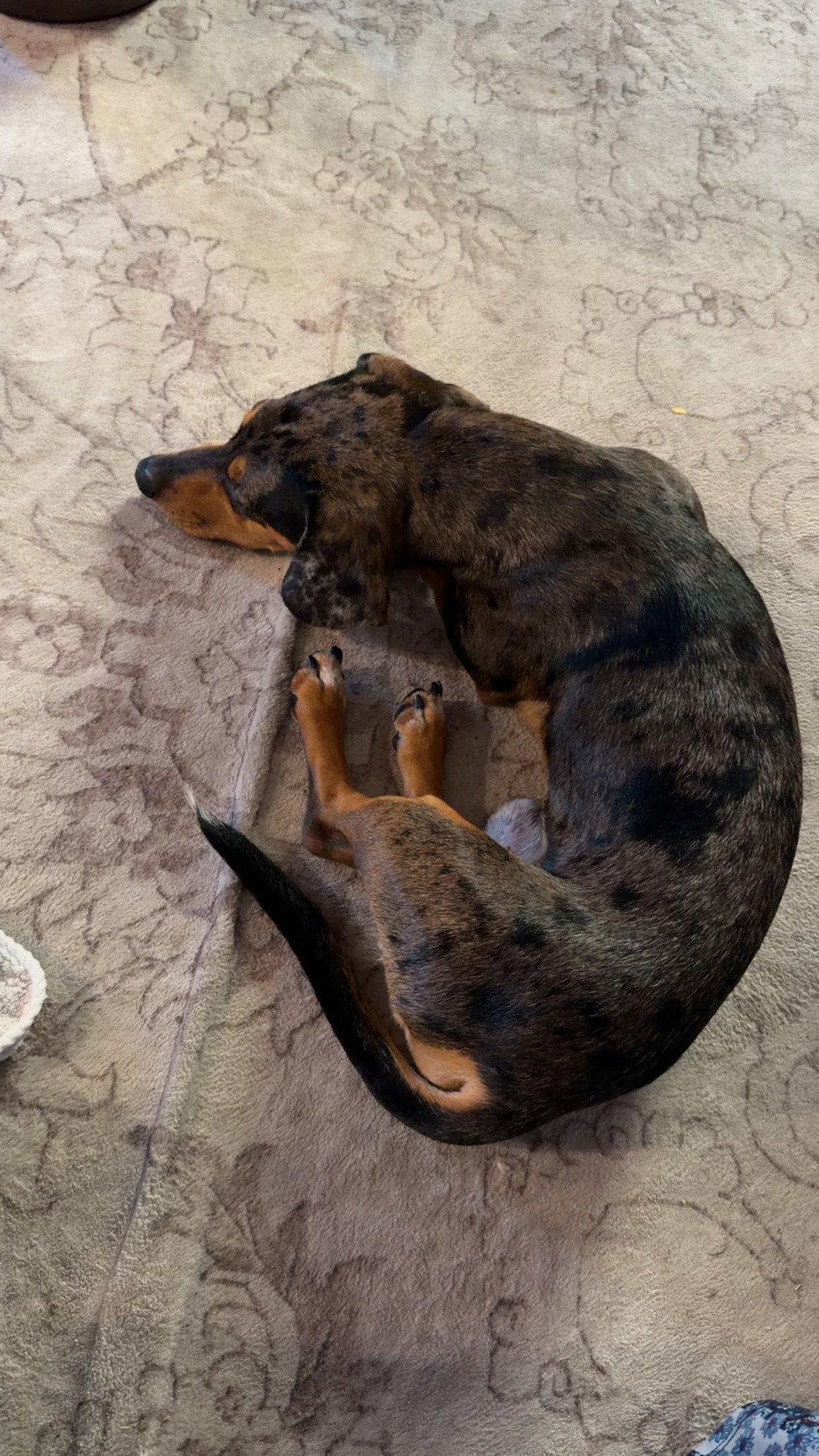 Otis, Adopted, Young Male Dachshund.