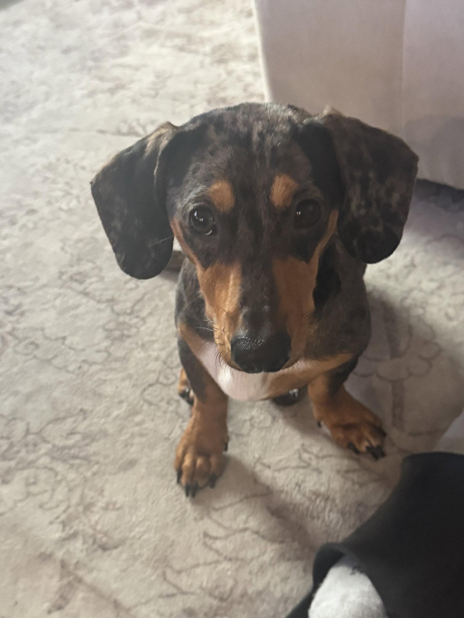 Enlarge Otis, a Adopted Dachshund in Austin, TX image 2/3
