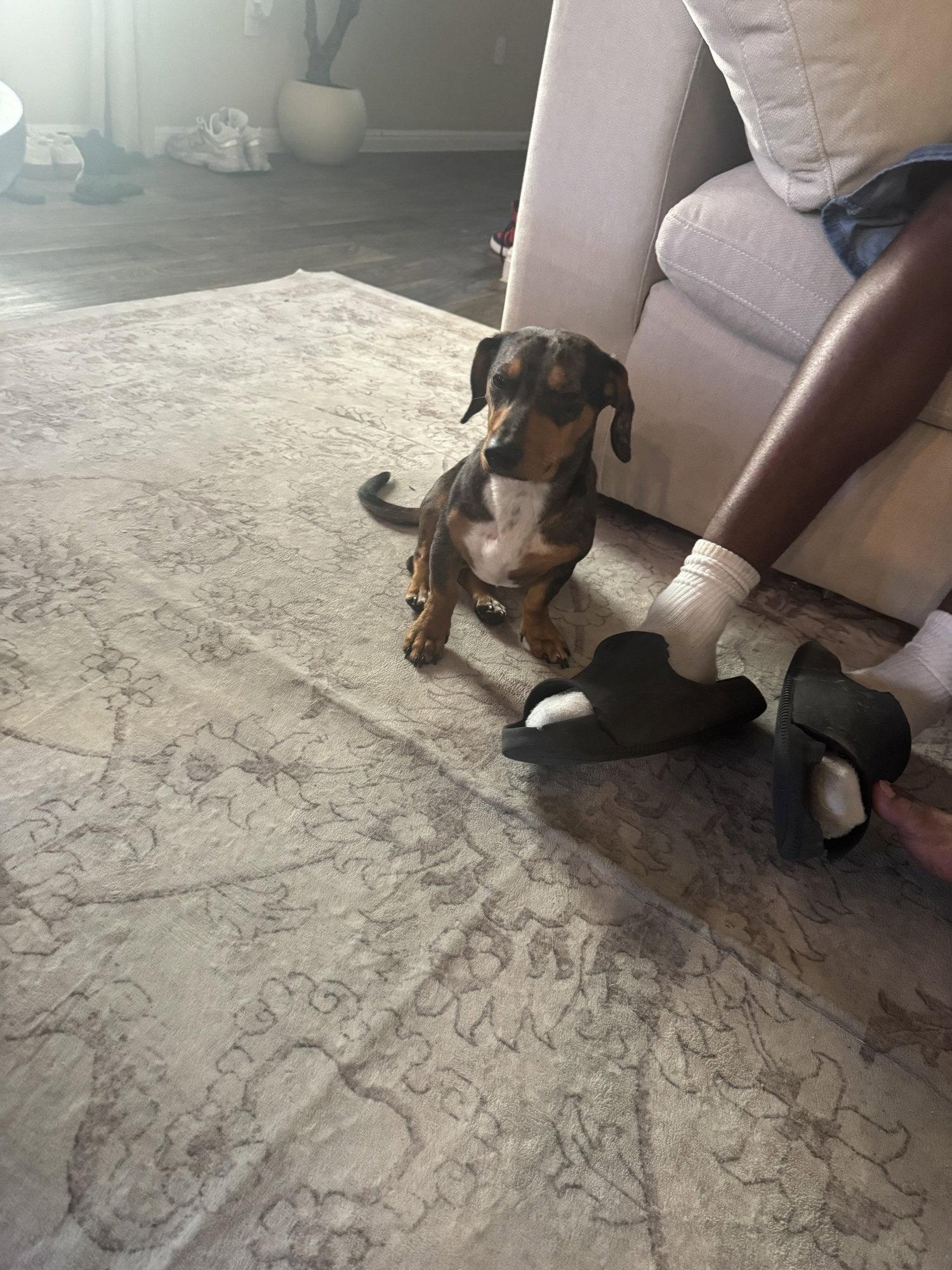 Enlarge Otis, a Adopted Dachshund in Austin, TX image 3/3