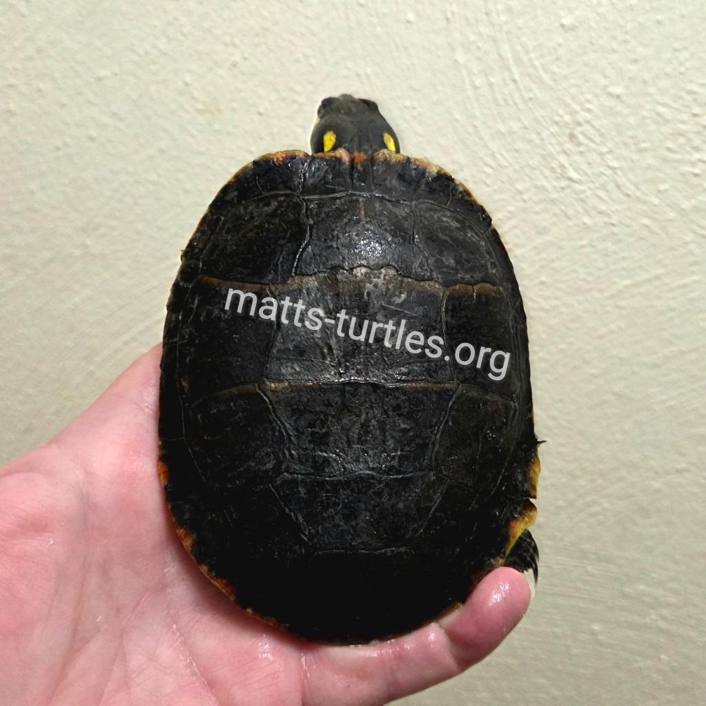 Rick E Painted (good first pet water turtle), a Adoptable Painted in Baltimore, MD image 4/6