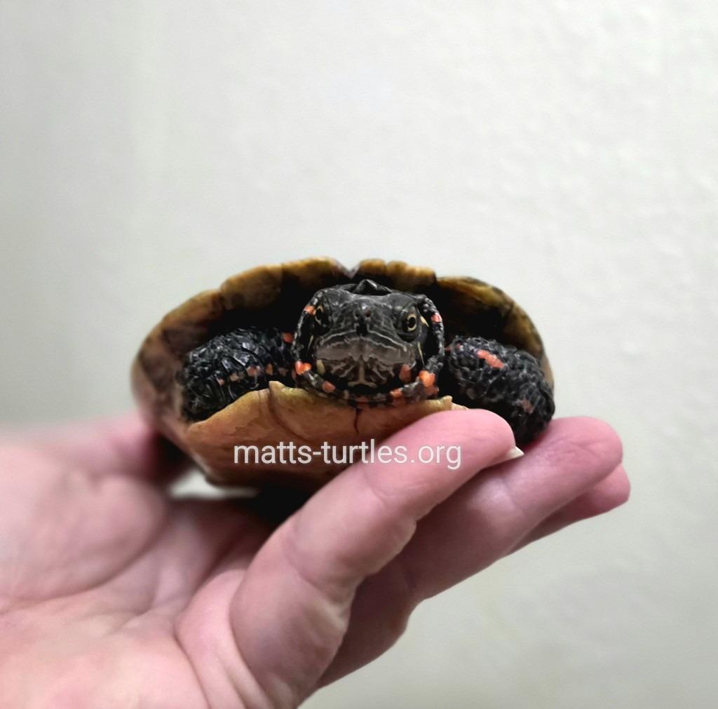 Rick E Painted (good first pet water turtle), a Adoptable Painted in Baltimore, MD image 1/6