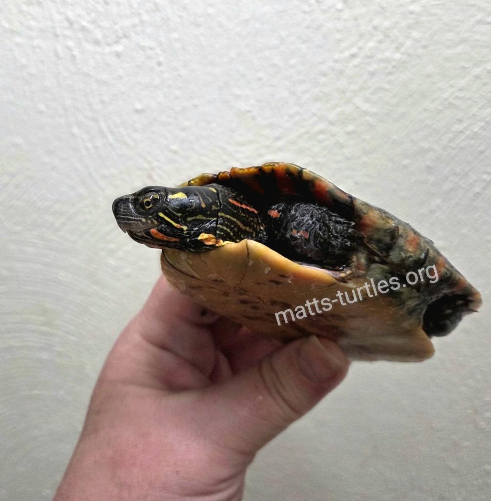 Rick E Painted (good first pet water turtle), a Adoptable Painted in Baltimore, MD image 2/6