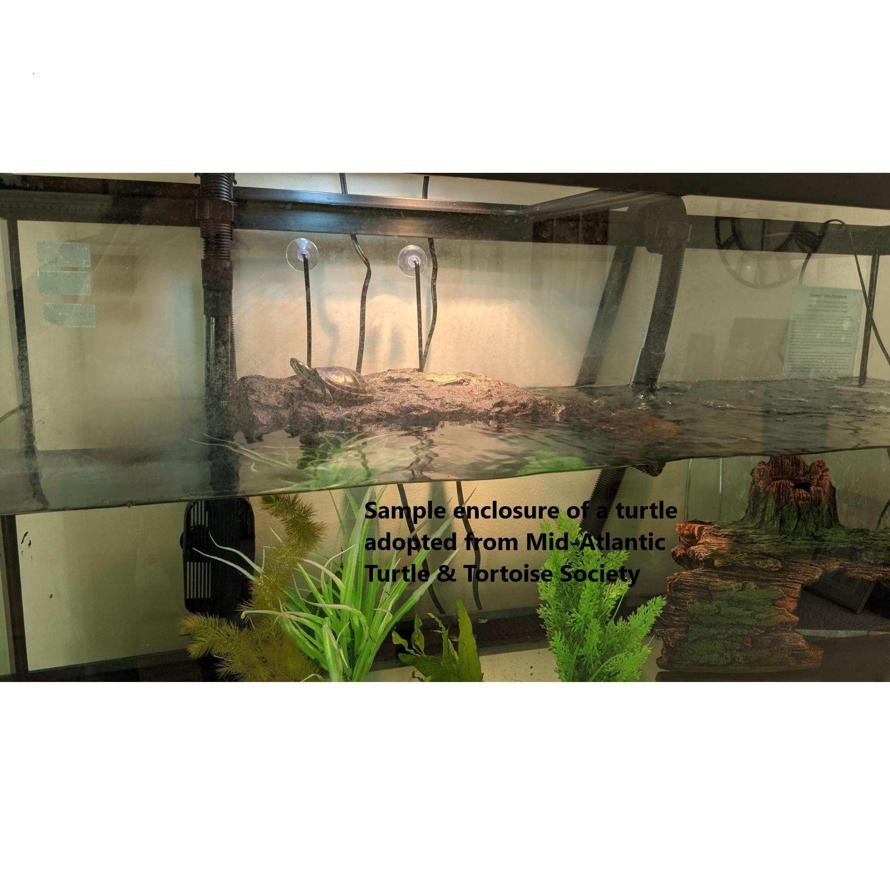 Rick E Painted (good first pet water turtle), a Adoptable Painted in Baltimore, MD image 3/6