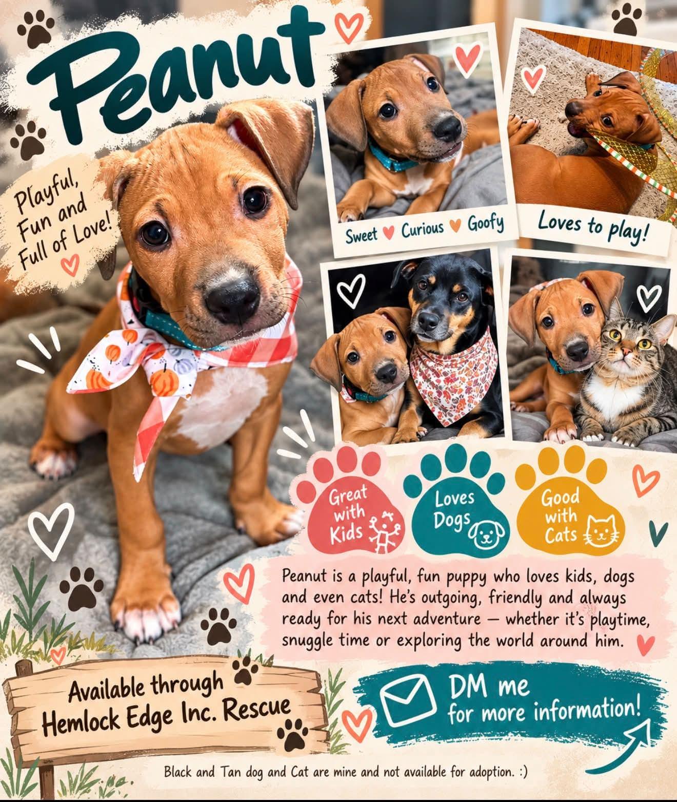 Enlarge Baby Peanuts, a Adoptable mixed breed in Blue Bell, PA image 1/6