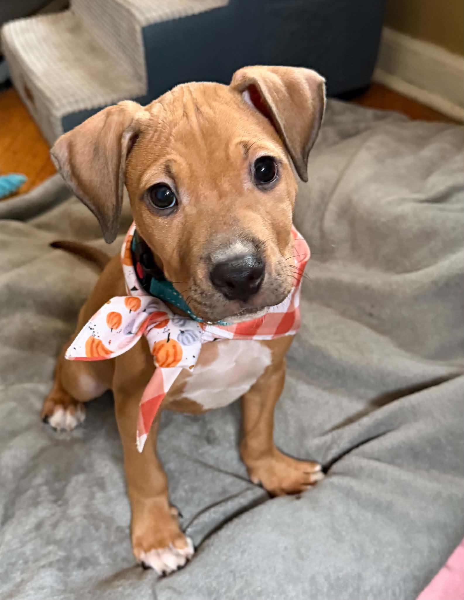 Enlarge Baby Peanuts, a Adoptable mixed breed in Blue Bell, PA image 2/6