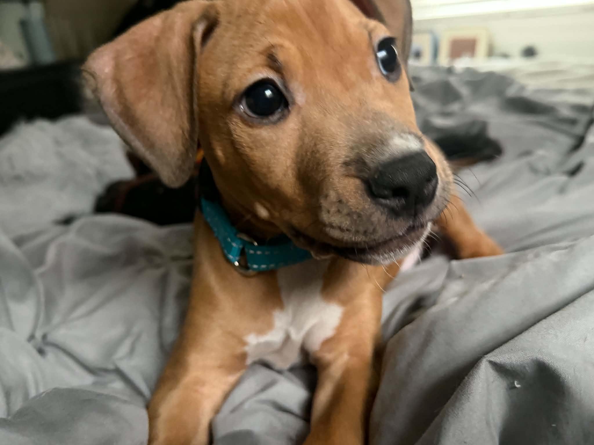 Enlarge Baby Peanuts, a Adoptable mixed breed in Blue Bell, PA image 3/6