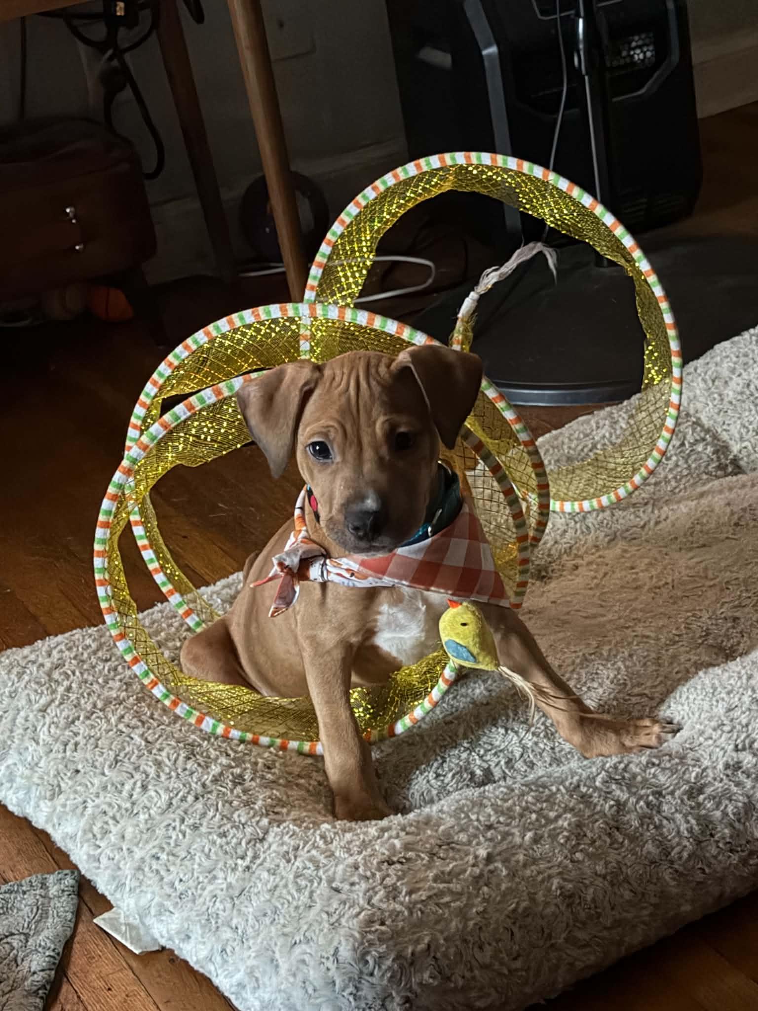 Enlarge Baby Peanuts, a Adoptable mixed breed in Blue Bell, PA image 4/6