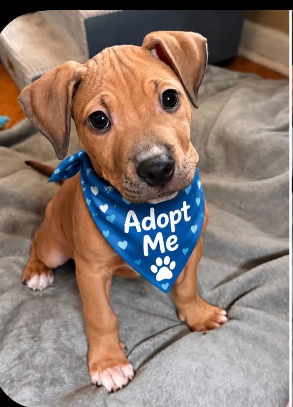 Enlarge Baby Peanuts, a Adoptable mixed breed in Blue Bell, PA image 6/6