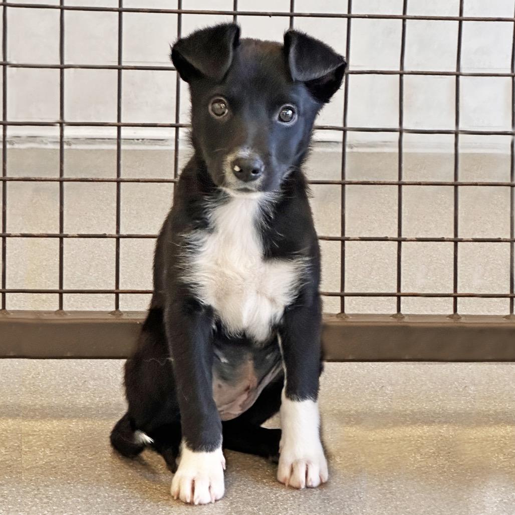 Thelma, Adoptable, Puppy Female Mixed Breed.
