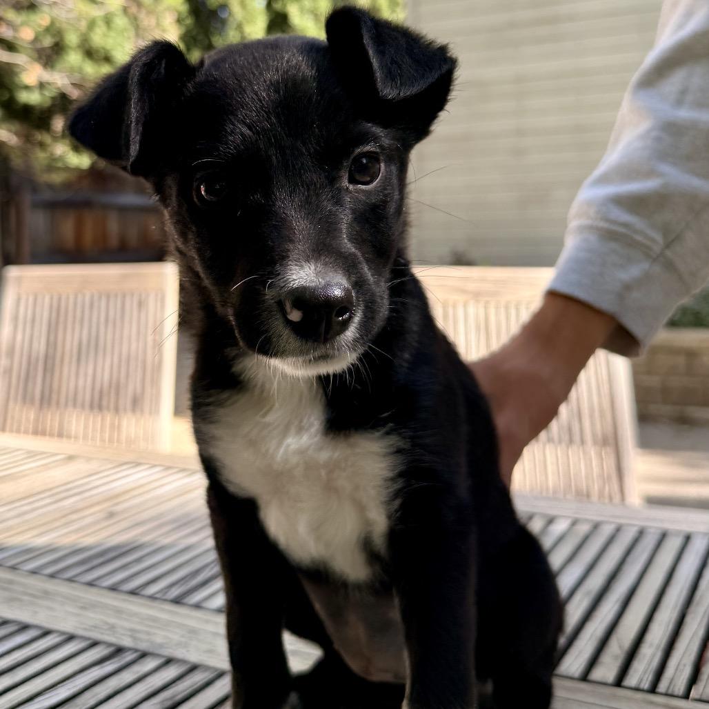 Enlarge Thelma, a Adoptable Mixed Breed in Hailey, ID image 2/4