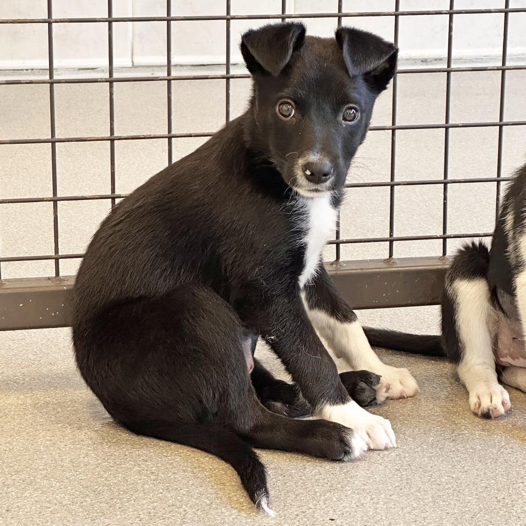 Enlarge Thelma, a Adoptable Mixed Breed in Hailey, ID image 3/4