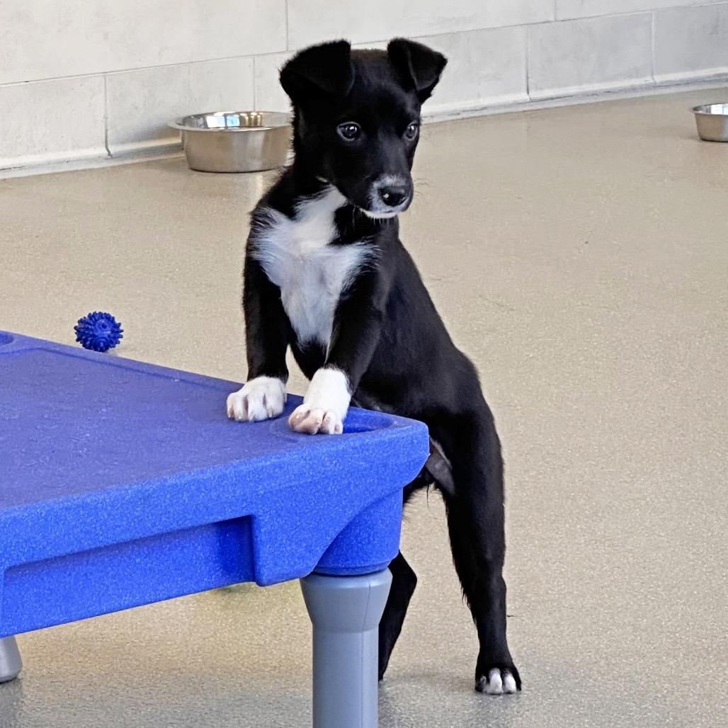 Enlarge Thelma, a Adoptable Mixed Breed in Hailey, ID image 4/4
