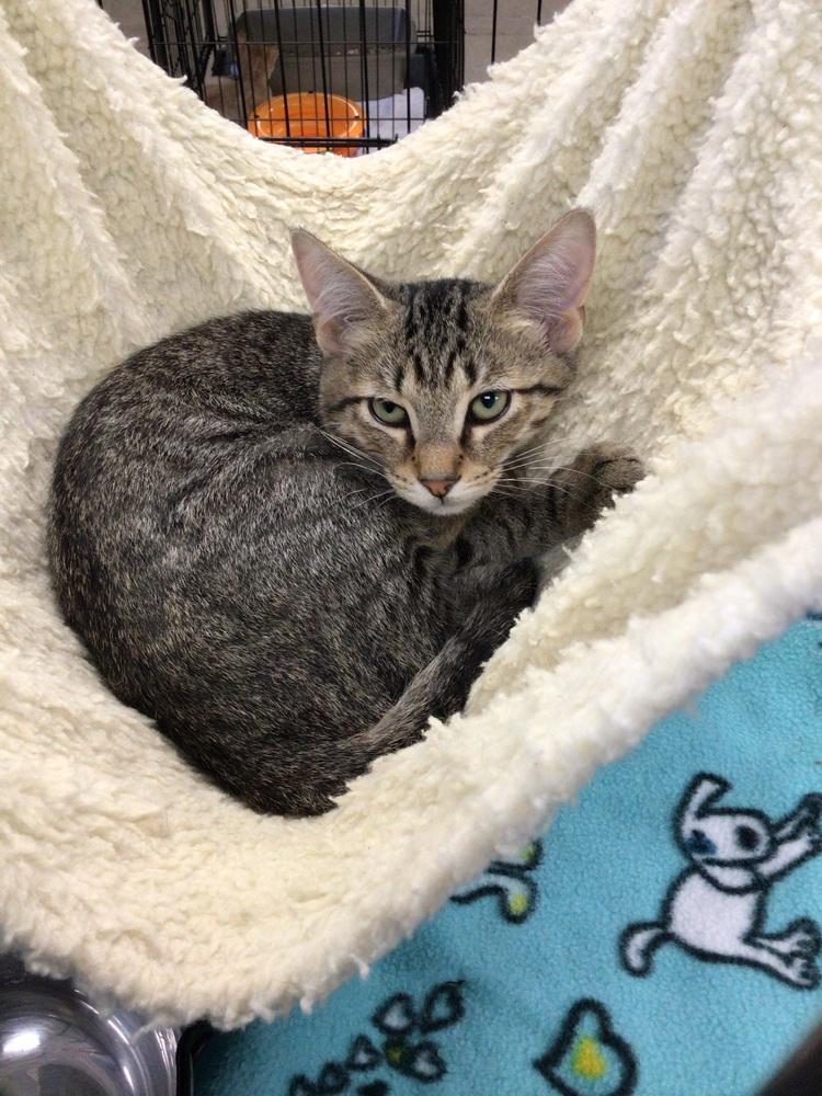 Enlarge Jalapeno, a Adoptable Domestic Short Hair in Logansport , IN image 1/2