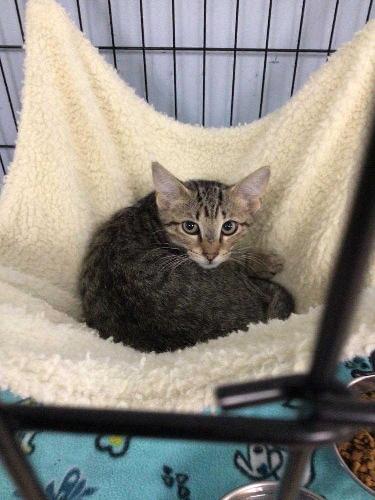 Enlarge Jalapeno, a Adoptable Domestic Short Hair in Logansport , IN image 2/2