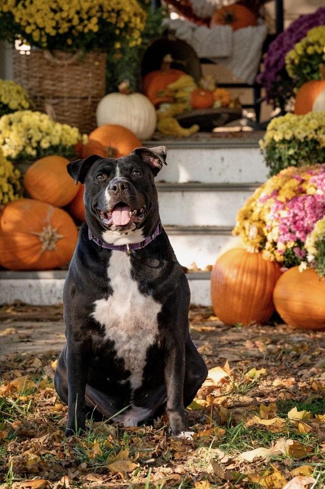 Zuko, Adoptable, Adult Male American Bully & American Bulldog.
