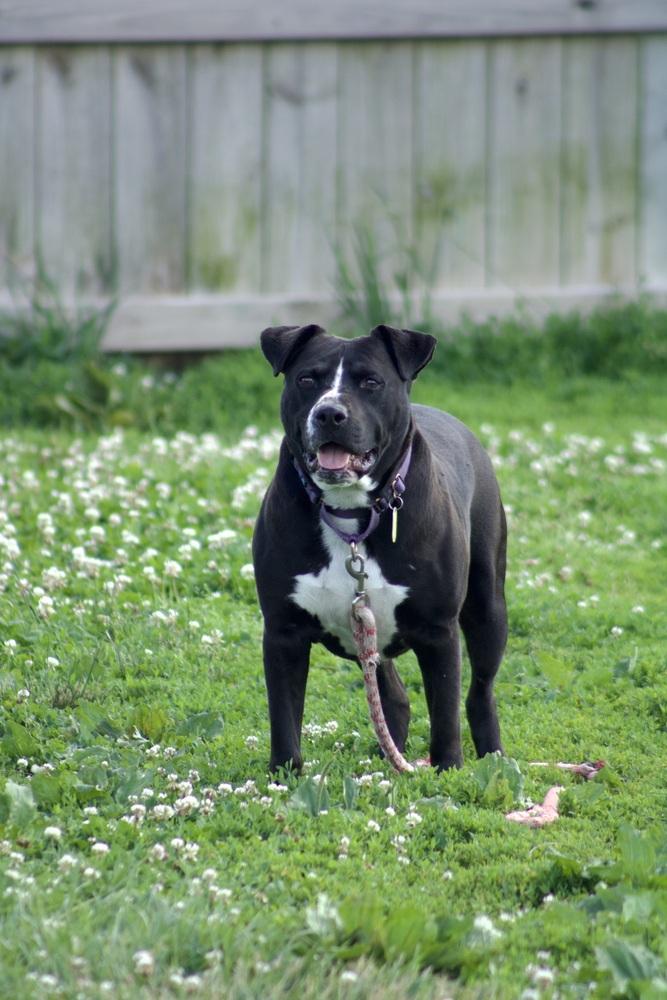 Zuko, Adoptable, Adult Male American Bully & American Bulldog.