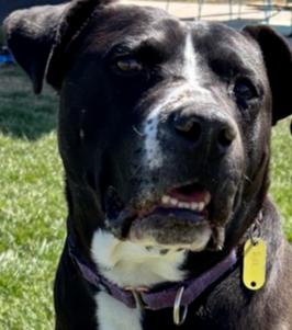 Zuko, a Adoptable mixed breed in Xenia, OH image 1/4