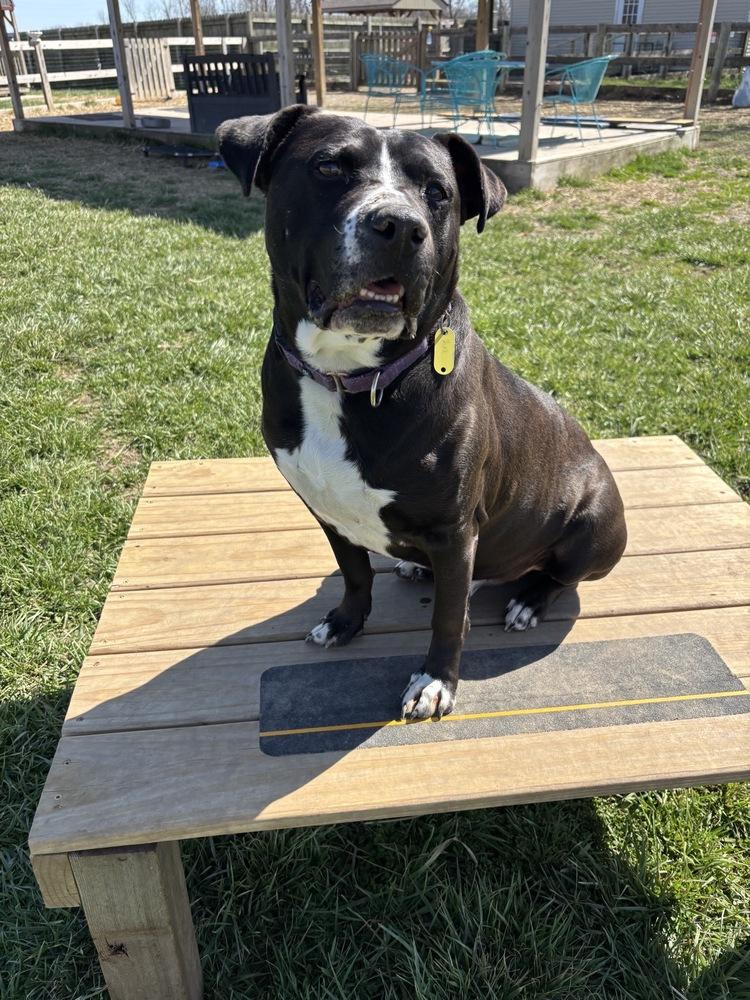 Enlarge Zuko, a Adoptable mixed breed in Xenia, OH image 1/4