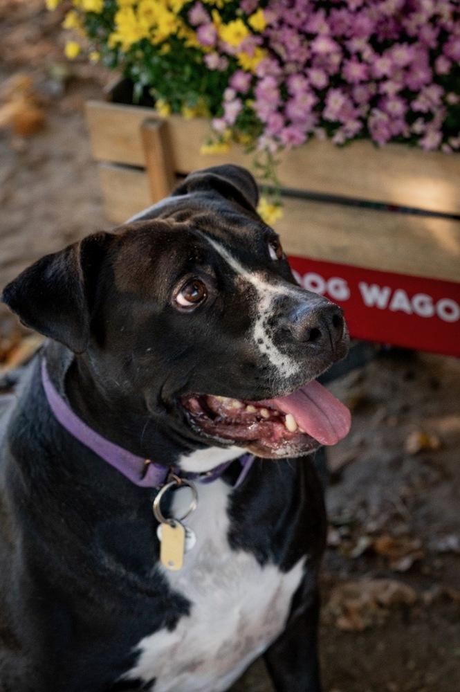 Enlarge Zuko, a Adoptable mixed breed in Xenia, OH image 3/6