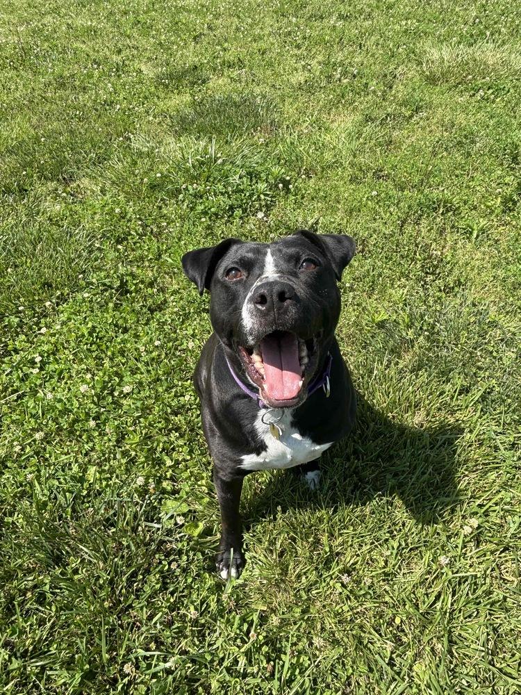 Enlarge Zuko, a Adoptable mixed breed in Xenia, OH image 5/6