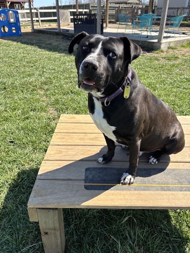 Enlarge Zuko, a Adoptable mixed breed in Xenia, OH image 4/4