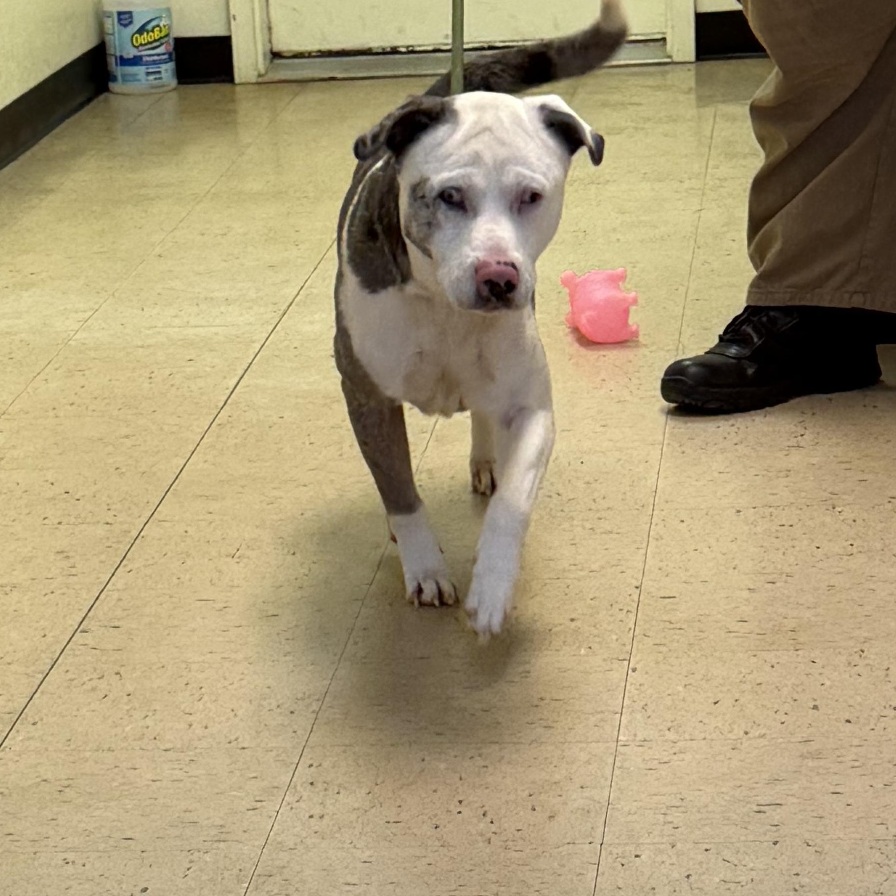 Enlarge Merle "Haggard" 11939, a ADOPTABLE mixed breed in Elberton, GA image 4/5