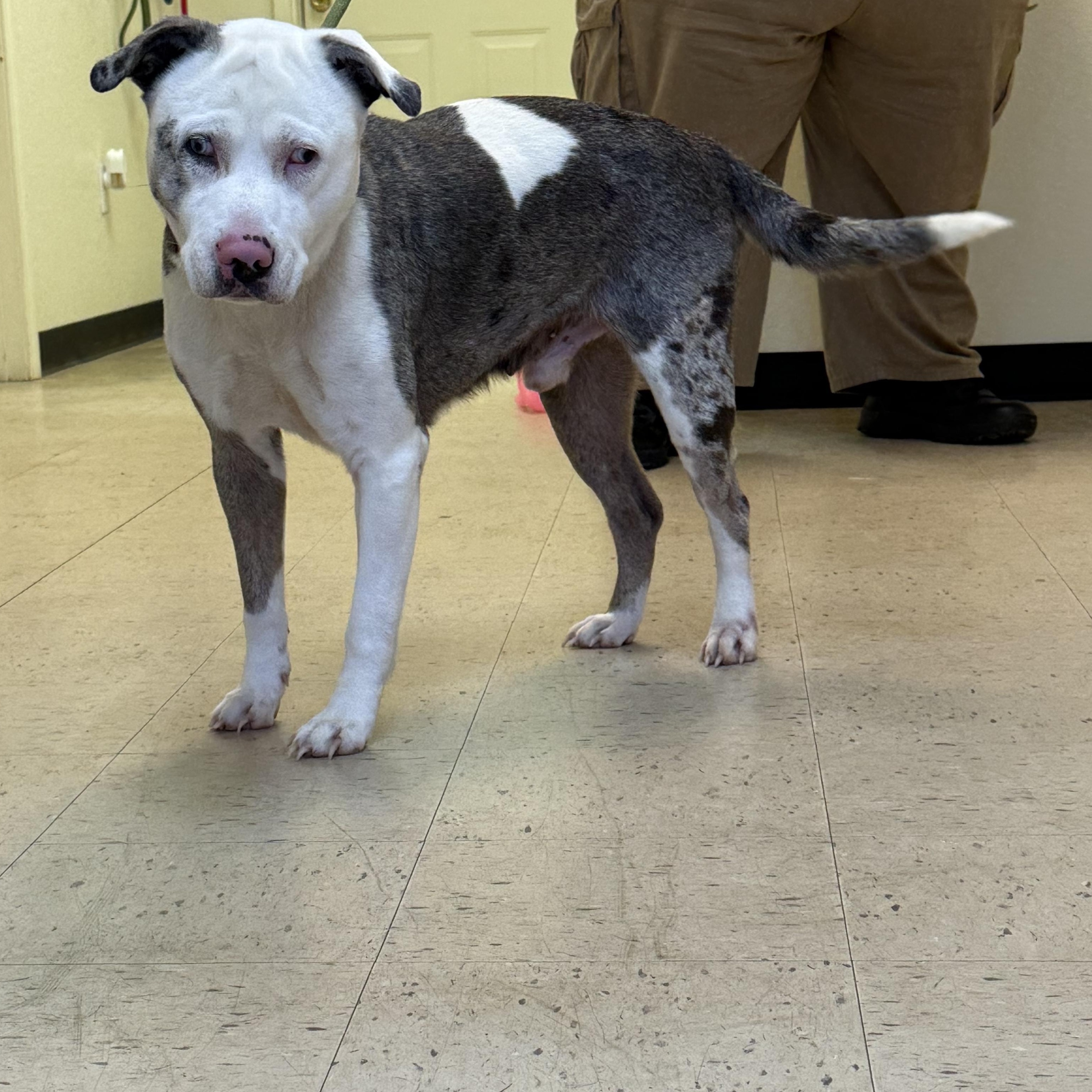 Enlarge Merle "Haggard" 11939, a ADOPTABLE mixed breed in Elberton, GA image 2/5