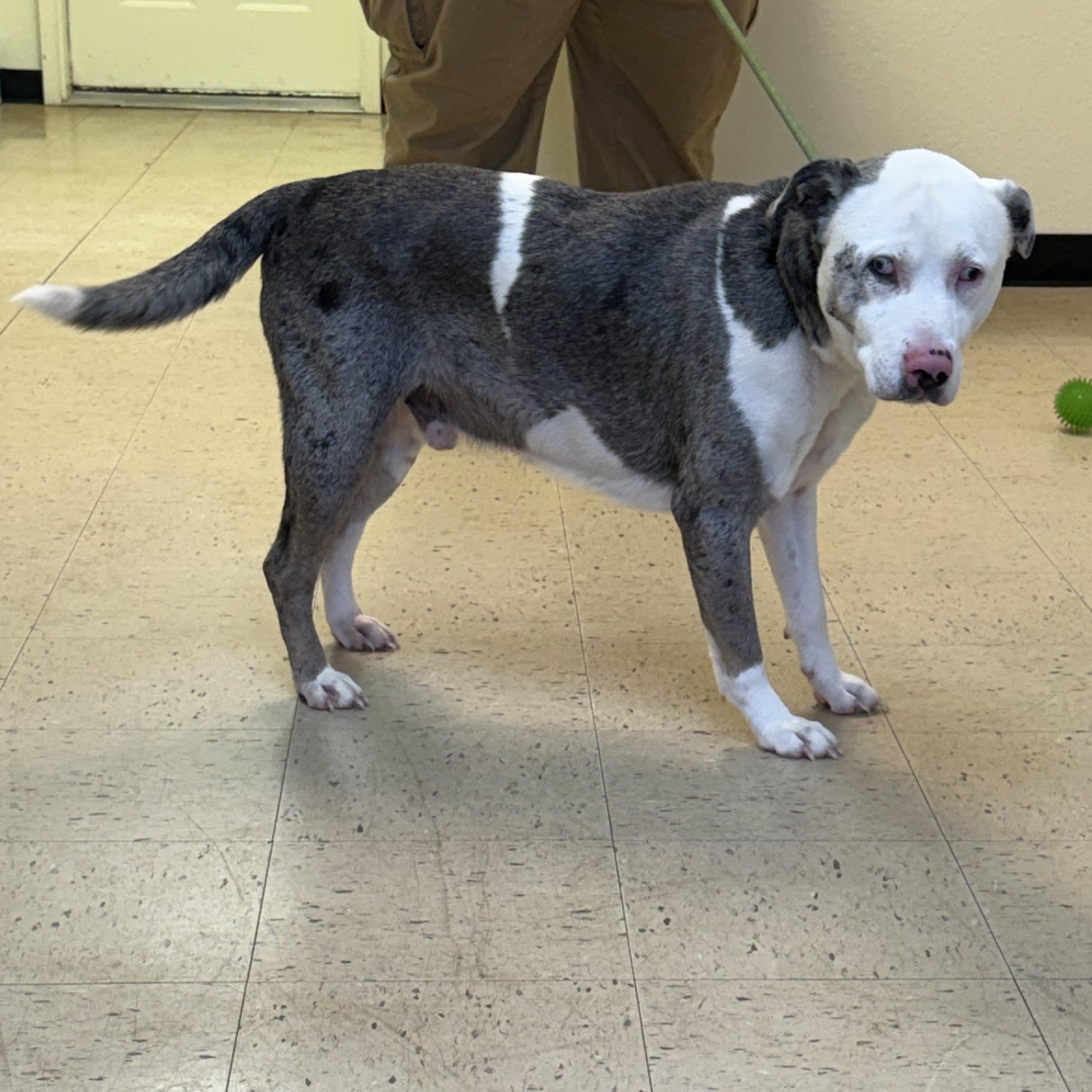 Enlarge Merle "Haggard" 11939, a ADOPTABLE mixed breed in Elberton, GA image 5/5