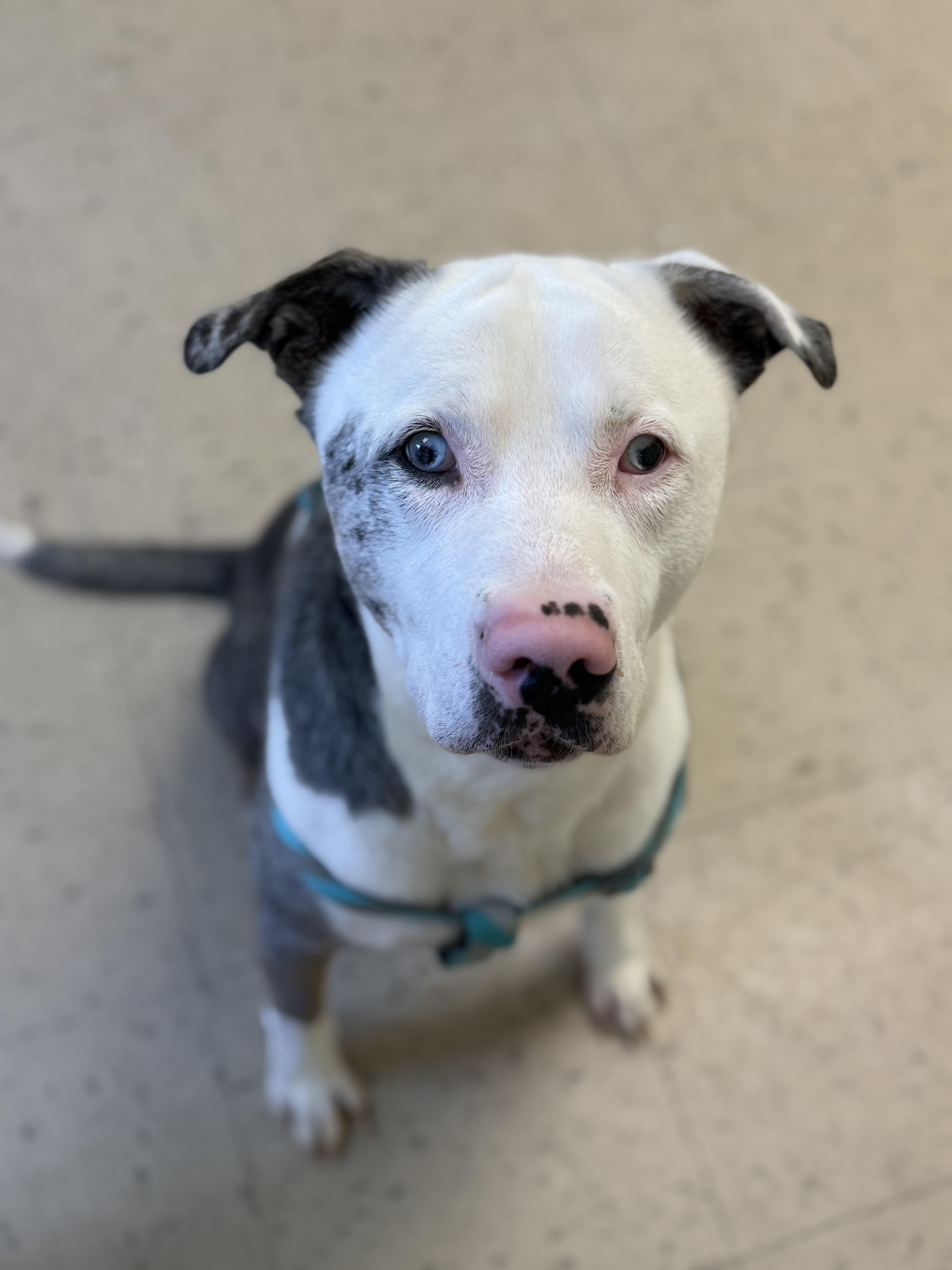Enlarge Merle "Haggard" 11939, a ADOPTABLE mixed breed in Elberton, GA image 3/5