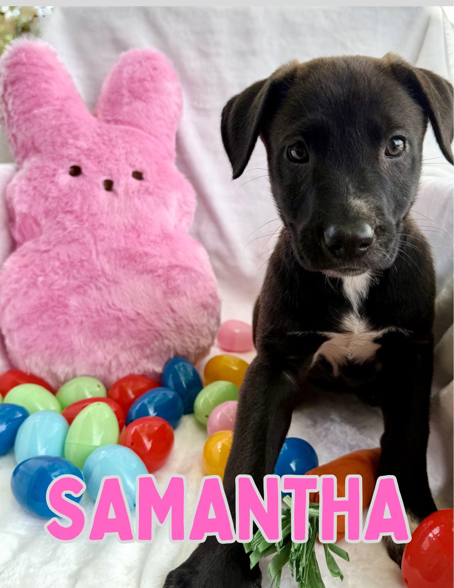 Enlarge Samantha, an adopted mixed breed in Shalimar, FL image 1/1