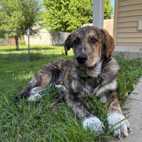 Enlarge Bo ADOPTED, a Adopted mixed breed in Waverly, IA image 4/5